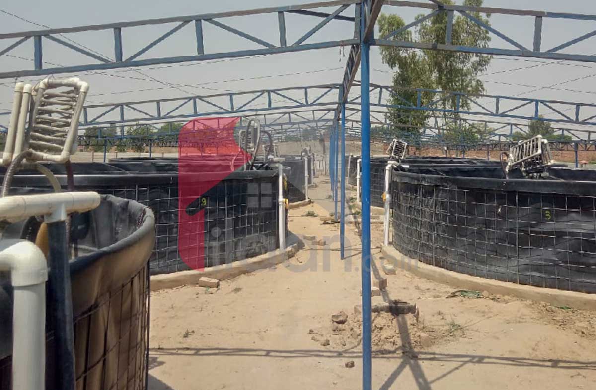 1 Acre 6 Kanal BIOFLOC Fish Farm for Sale on Lahore/Kasur Border, Before Kot Radha Kishan