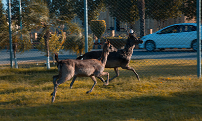 5 Marla Plot for Sale in Park View City, Lahore