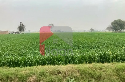 116 Kanal Agricultural Land for Sale on Canal Road, Faisalabad